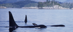 Killer Whales in BC.png